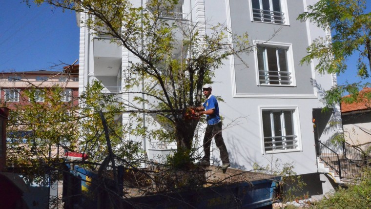 Kuşluk Kayasında Ağaçlar Budama Yapılıyor